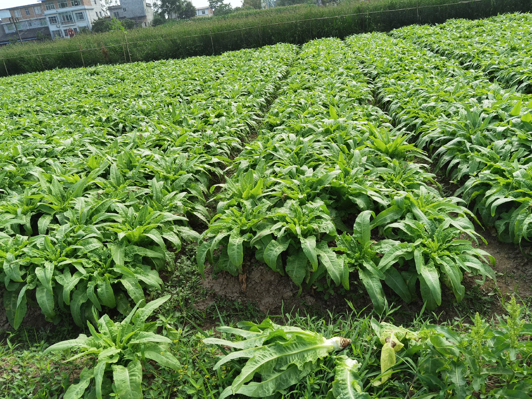 高清微距摄影:展示尖叶莴笋整株形态,突出狭长披针形叶片(长度25–32 cm,宽度5.2–7.8 cm)、波状叶缘、明显翼状叶柄及清晰羽状叶脉;叶片正面深绿有蜡质层,背面浅绿微泛白;背景为湿润红壤田间实景,附比例尺(1 cm) 尖叶莴笋完整植株及典型叶片特写图