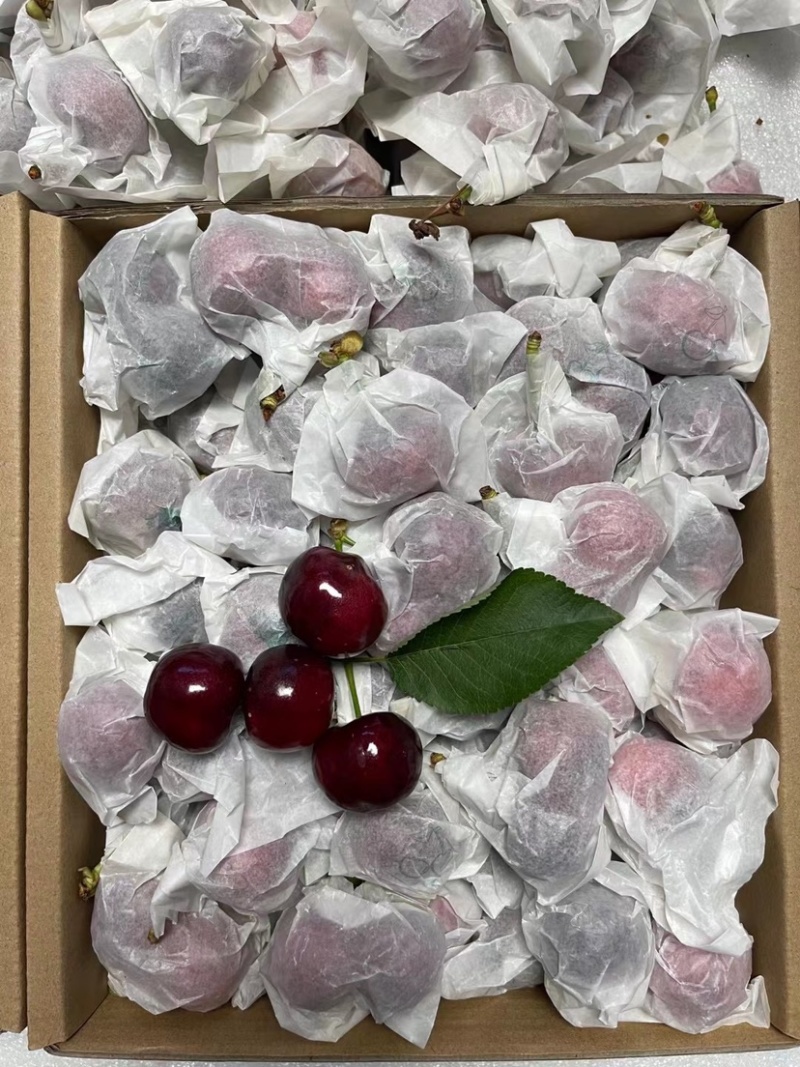 樱桃，天水套袋大樱桃，规格齐全支持各大电商