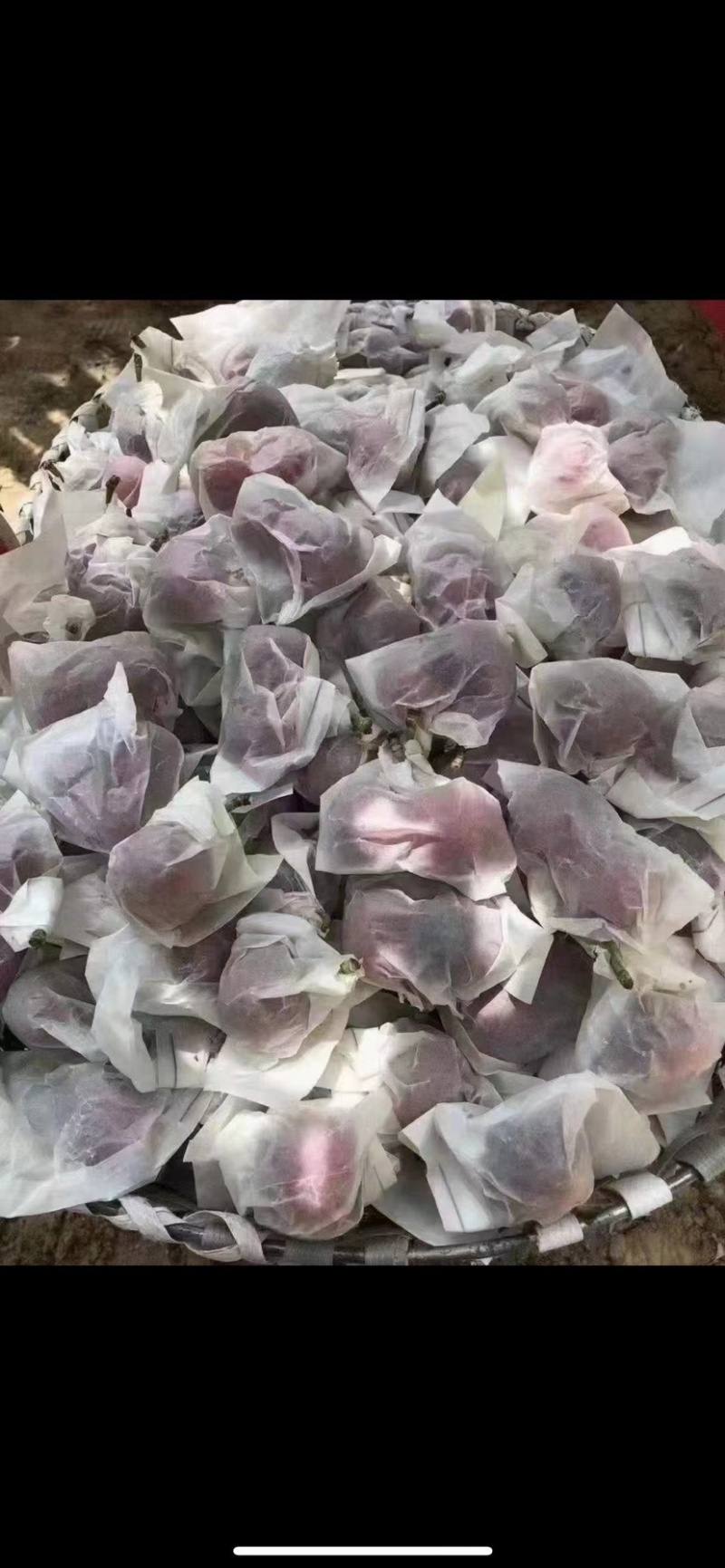 樱桃，天水套袋大樱桃，规格齐全支持各大电商