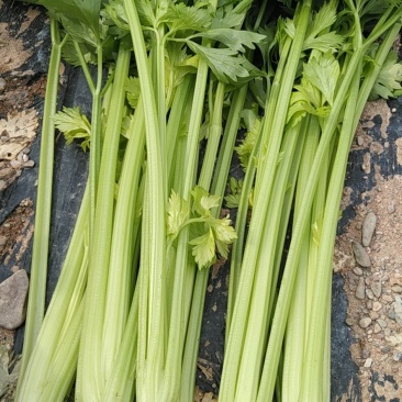 西芹大中小