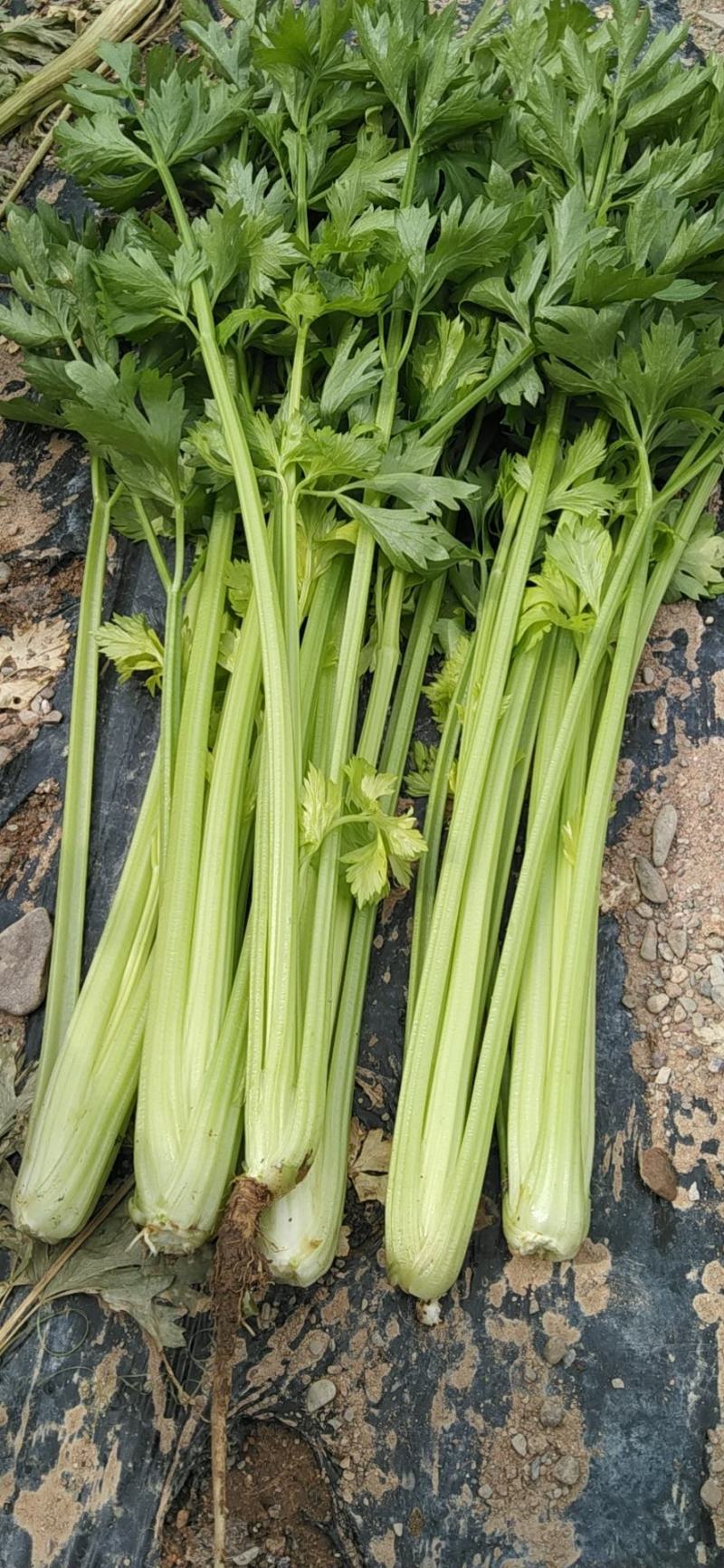 西芹大中小