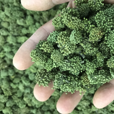 三七花云南特产文山三七花四年花精选产地直发一斤也批发