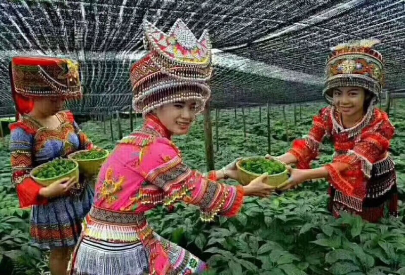 三七花云南特产文山三七花四年花精选产地直发一斤也批发