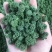 三七花云南特产文山三七花四年花精选产地直发一斤也批发