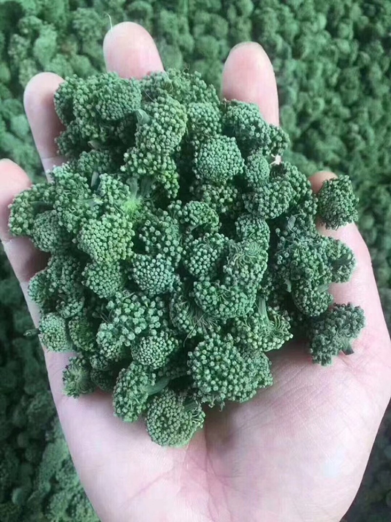三七花云南特产文山三七花四年花精选产地直发一斤也批发