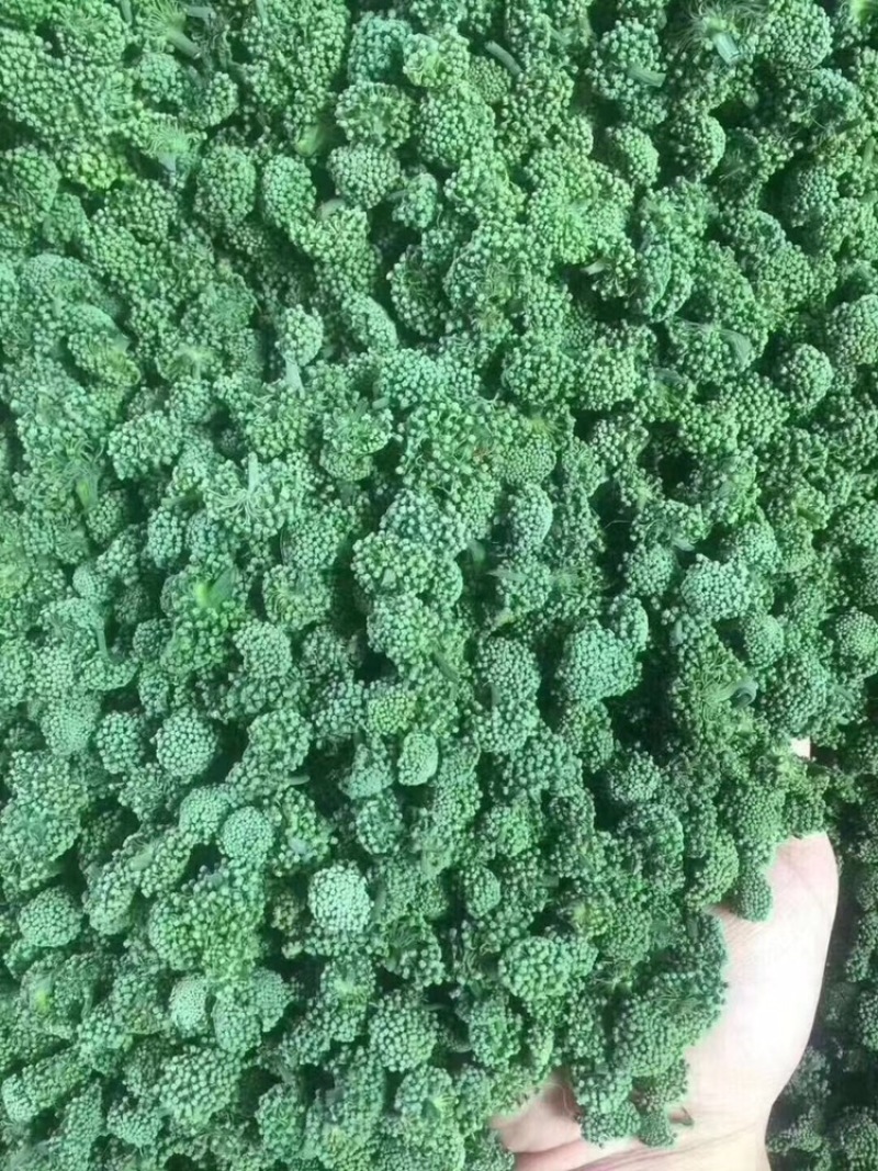 三七花云南特产文山三七花四年花精选产地直发一斤也批发