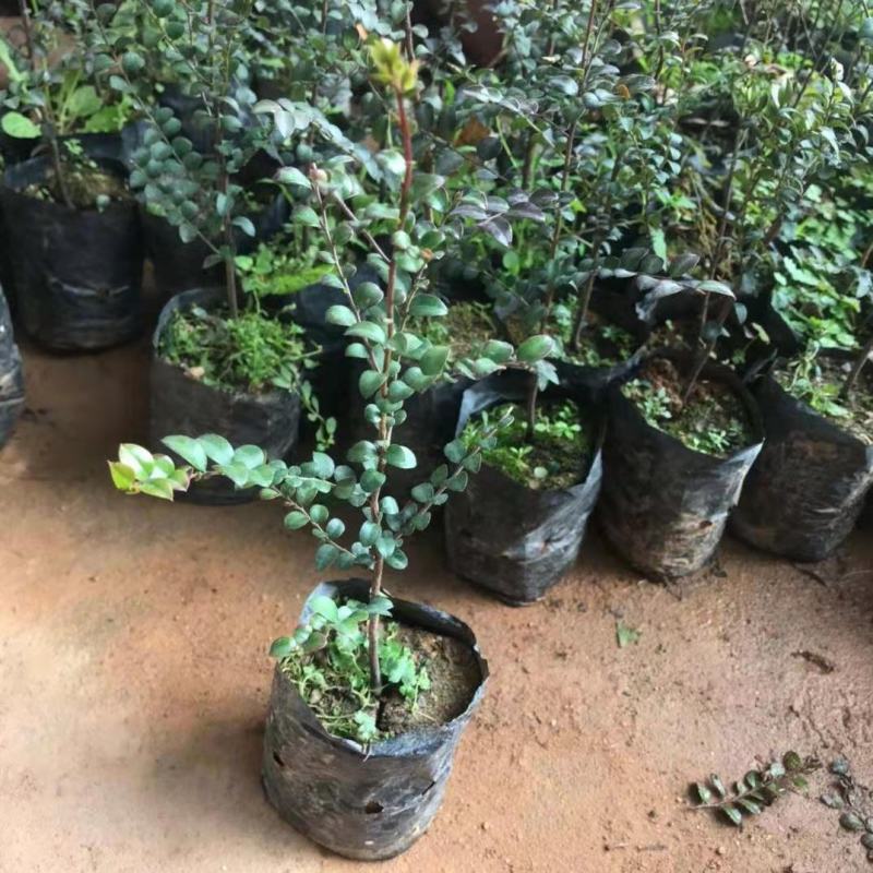 小叶紫檀树苗小叶紫檀盆栽珍稀高档室内盆栽小叶紫檀苗