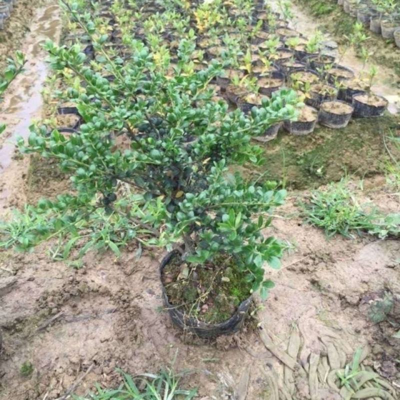 小叶紫檀树苗小叶紫檀盆栽珍稀高档室内盆栽小叶紫檀苗