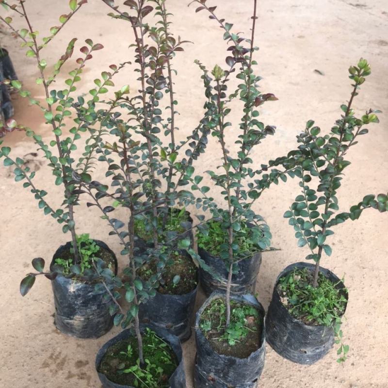 小叶紫檀树苗小叶紫檀盆栽珍稀高档室内盆栽小叶紫檀苗