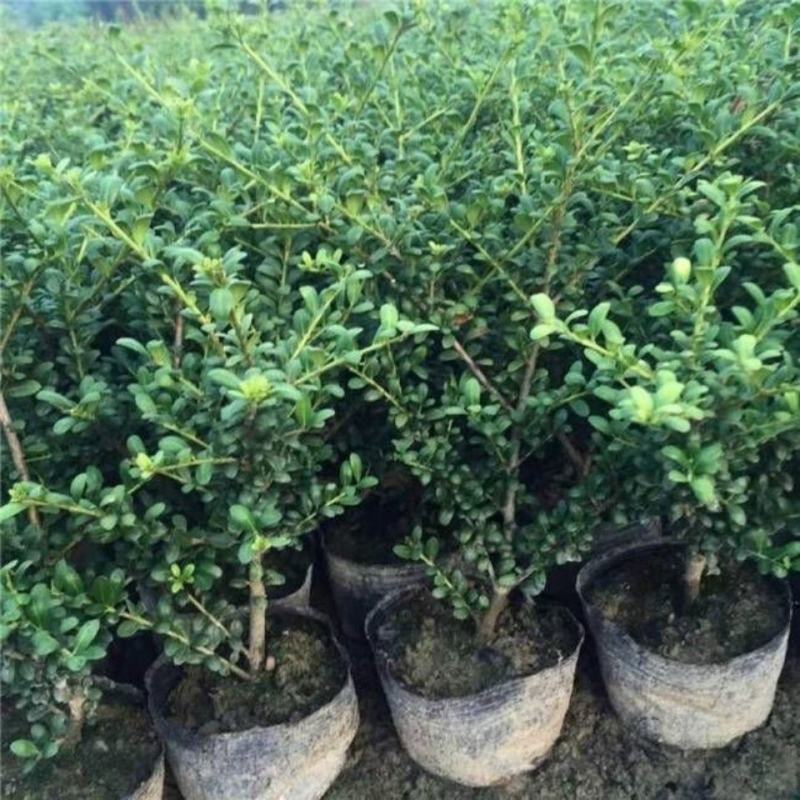 小叶紫檀树苗小叶紫檀盆栽珍稀高档室内盆栽小叶紫檀苗
