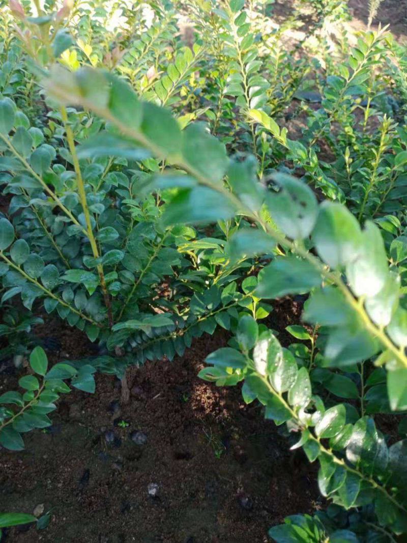 小叶紫檀树苗小叶紫檀盆栽珍稀高档室内盆栽小叶紫檀苗