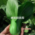 耐热束腰青梗菜种子晓富绿翡翠青菜种子耐湿，夏季高温不拔节