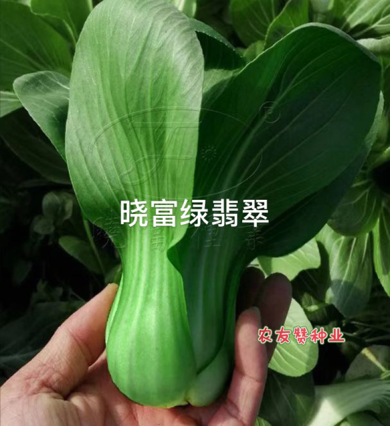 耐热束腰青梗菜种子晓富绿翡翠青菜种子耐湿，夏季高温不拔节