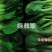 耐热束腰青梗菜种子晓富绿翡翠青菜种子耐湿，夏季高温不拔节