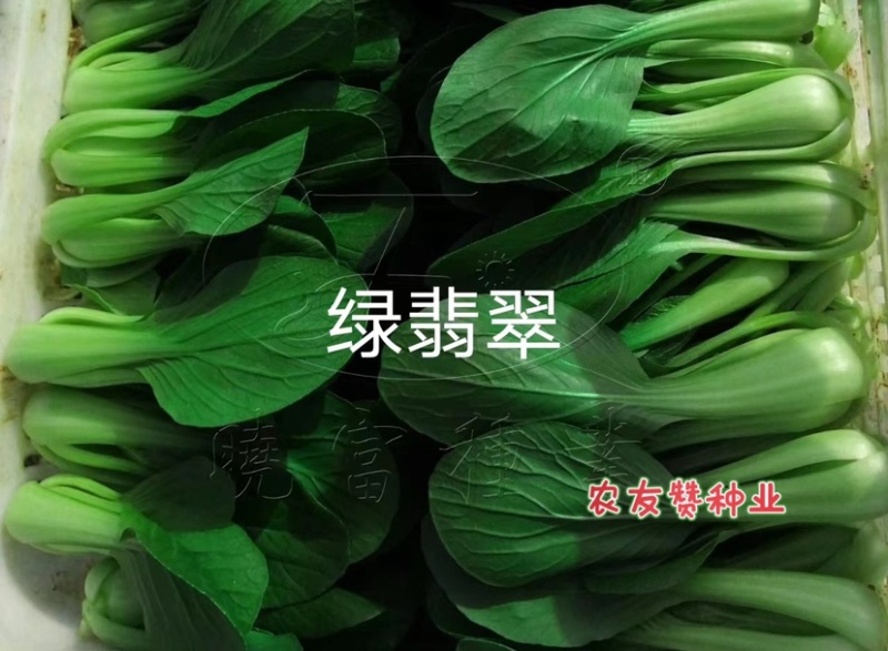 耐热束腰青梗菜种子晓富绿翡翠青菜种子耐湿，夏季高温不拔节