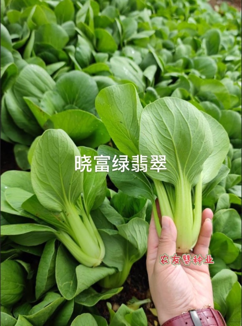 耐热束腰青梗菜种子晓富绿翡翠青菜种子耐湿，夏季高温不拔节