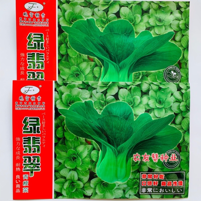 耐热束腰青梗菜种子晓富绿翡翠青菜种子耐湿，夏季高温不拔节
