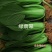 耐热束腰青梗菜种子晓富绿翡翠青菜种子耐湿，夏季高温不拔节