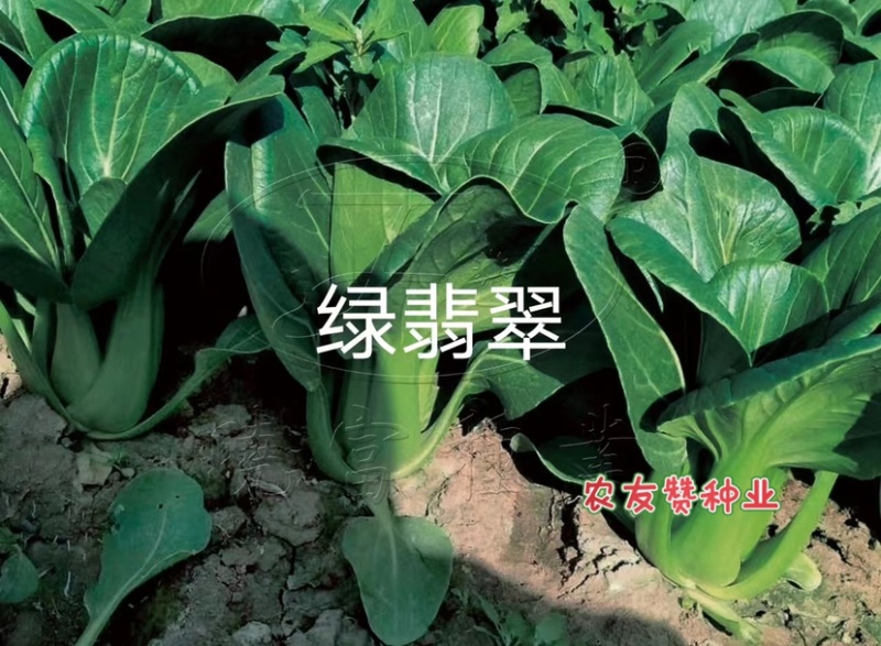 耐热束腰青梗菜种子晓富绿翡翠青菜种子耐湿，夏季高温不拔节
