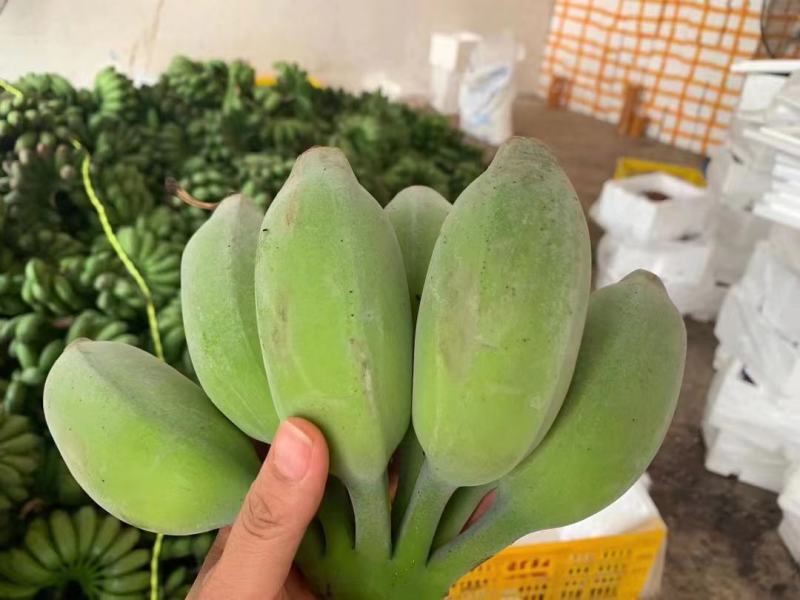 广西苹果蕉一件代发，电商，团购，一件代发，包邮