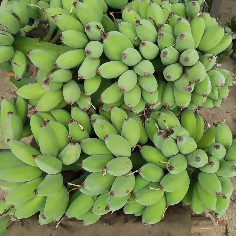 广西苹果蕉一件代发，电商，团购，一件代发，包邮
