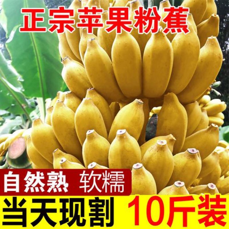 广西苹果蕉一件代发，电商，团购，一件代发，包邮