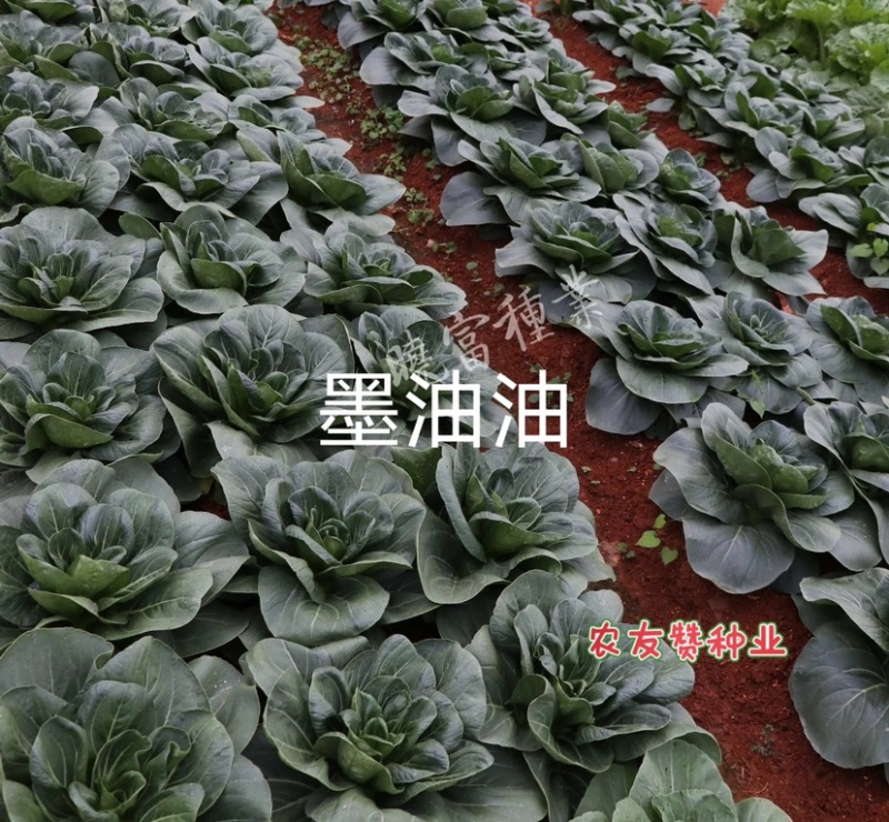 晓富墨玉青菜种子叶色绿油亮青菜种子耐热耐雨大头束腰