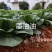 晓富墨玉青菜种子叶色绿油亮青菜种子耐热耐雨大头束腰