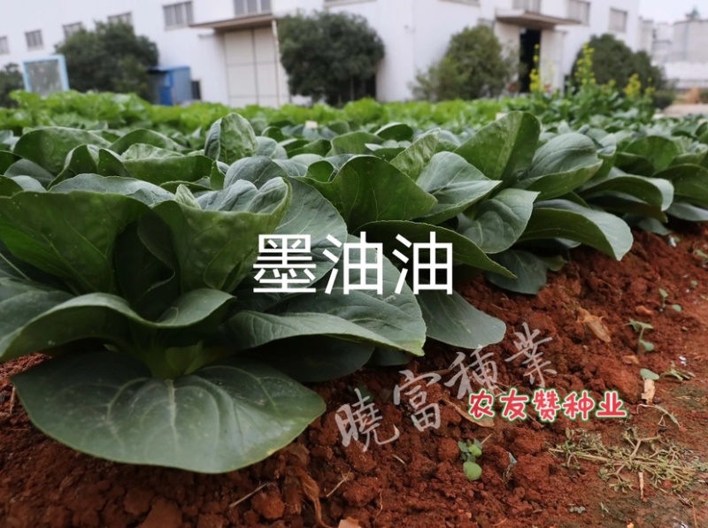 晓富墨玉青菜种子叶色绿油亮青菜种子耐热耐雨大头束腰
