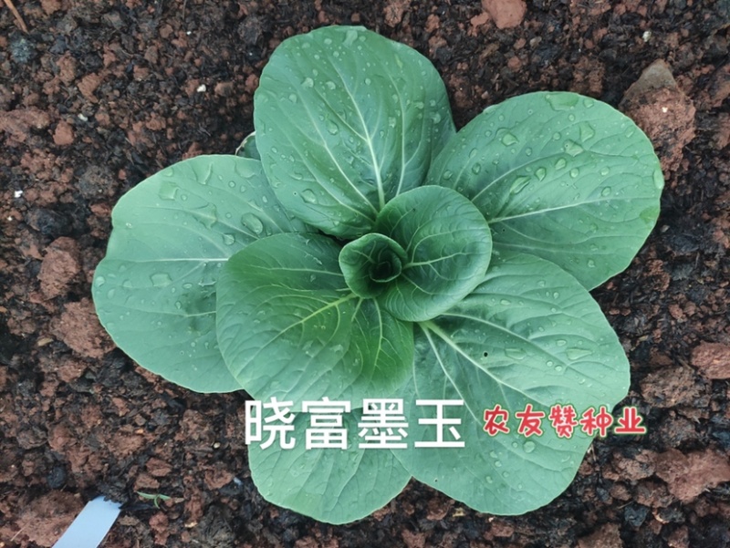 晓富墨玉青菜种子叶色绿油亮青菜种子耐热耐雨大头束腰