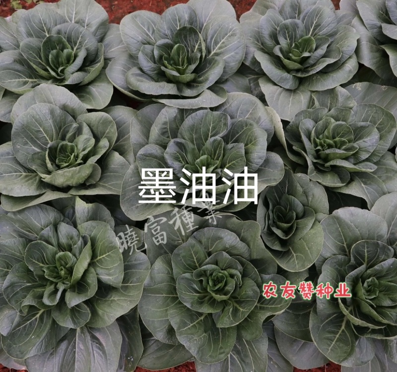 晓富墨玉青菜种子叶色绿油亮青菜种子耐热耐雨大头束腰