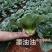 晓富墨玉青菜种子叶色绿油亮青菜种子耐热耐雨大头束腰