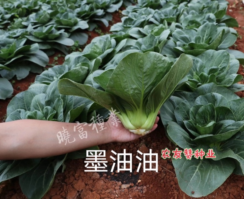晓富墨玉青菜种子叶色绿油亮青菜种子耐热耐雨大头束腰