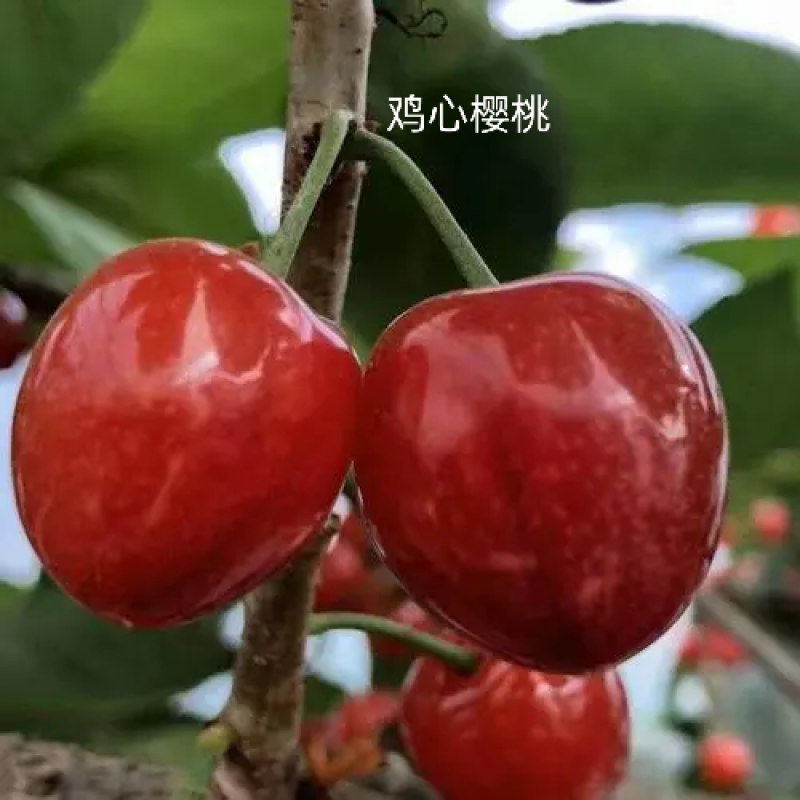 鸡心樱桃苗萨米脱大樱桃大苗当年结果基地直发
