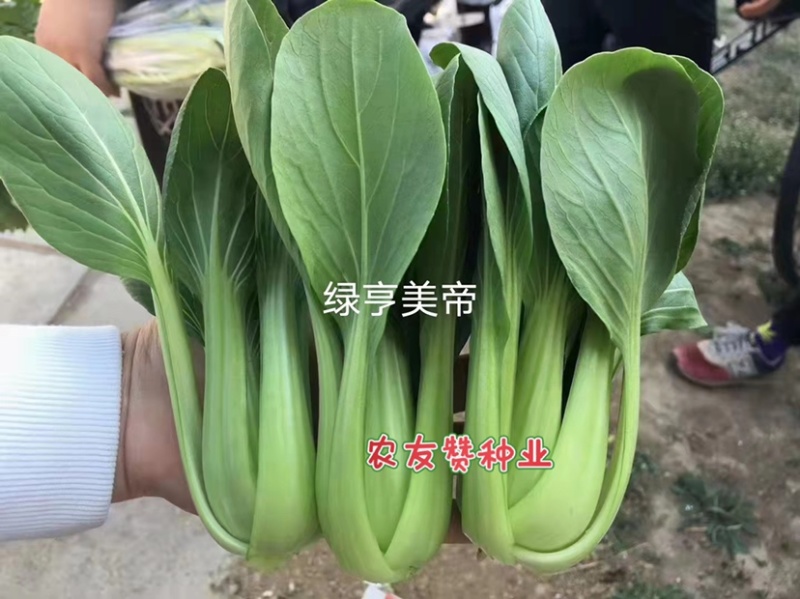 绿亨美帝青梗菜种子