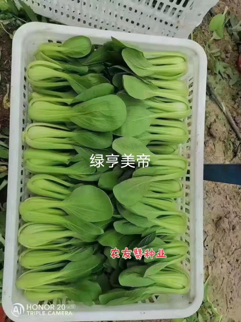绿亨美帝青梗菜种子