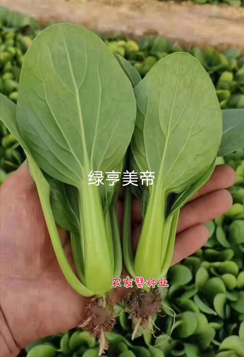 夏秋耐热耐湿青菜种子绿亨美帝青梗菜种子易捆扎小白菜种子