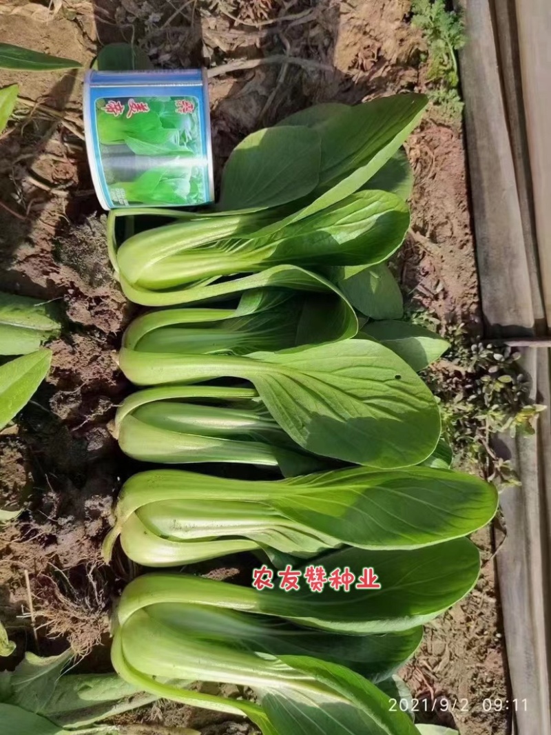绿亨美帝青梗菜种子