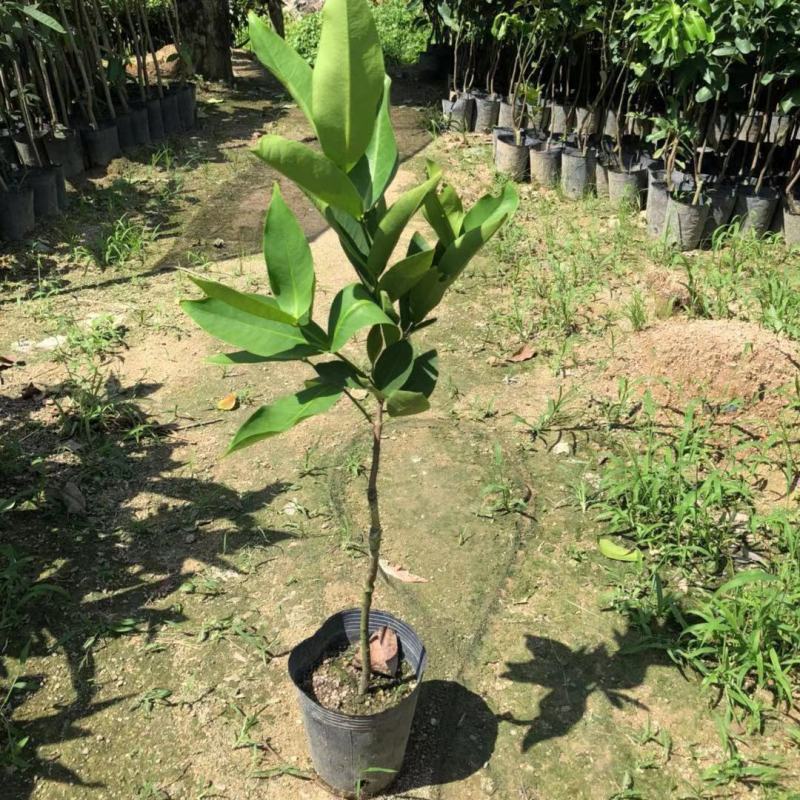 莲雾苗果树苗台湾嫁接大叶红南方北方可种植盆栽地栽庭院
