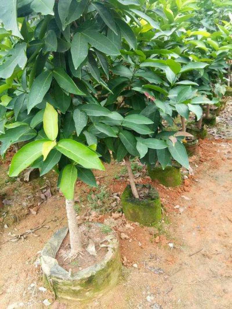 莲雾苗果树苗台湾嫁接大叶红南方北方可种植盆栽地栽庭院