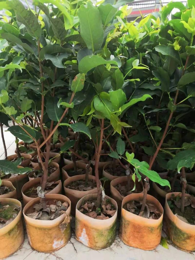 莲雾苗果树苗台湾嫁接大叶红南方北方可种植盆栽地栽庭院