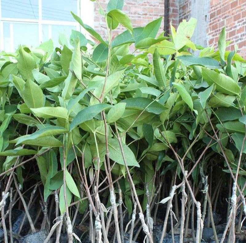 莲雾苗果树苗台湾嫁接大叶红南方北方可种植盆栽地栽庭院