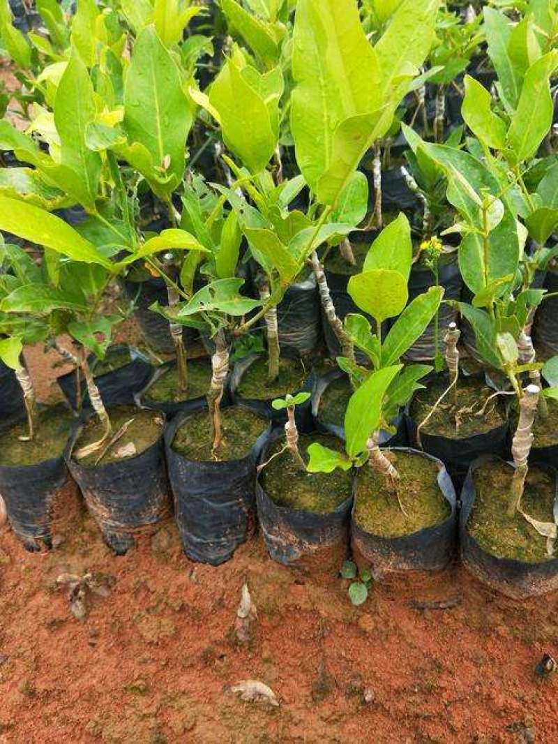 莲雾苗果树苗台湾嫁接大叶红南方北方可种植盆栽地栽庭院