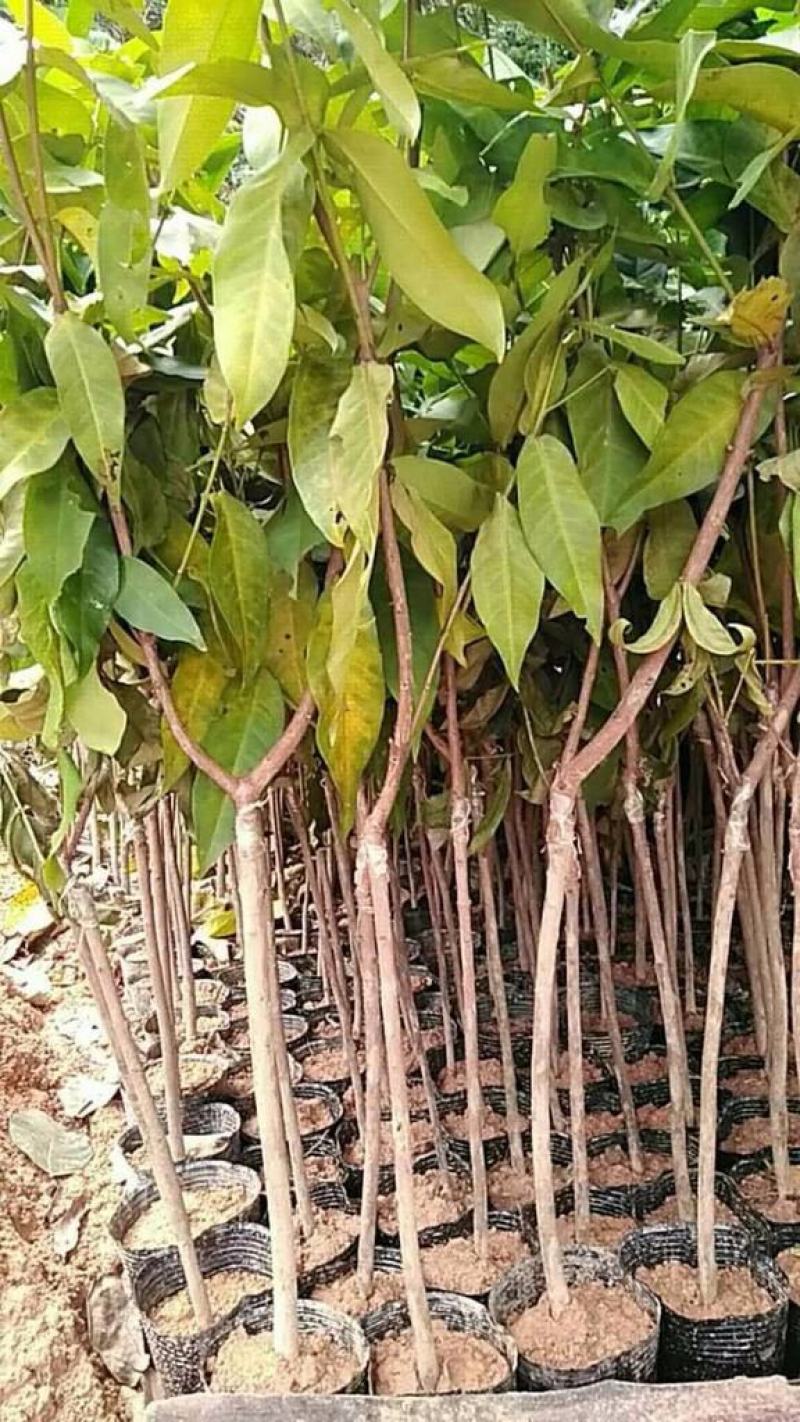 莲雾苗果树苗台湾嫁接大叶红南方北方可种植盆栽地栽庭院