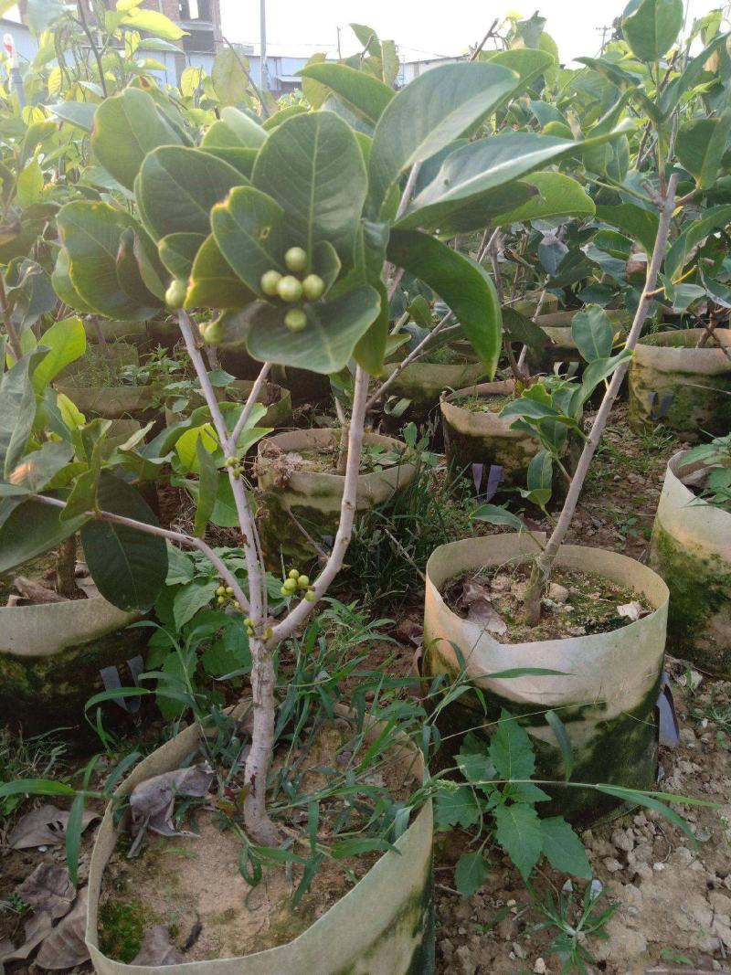 莲雾苗果树苗台湾嫁接大叶红南方北方可种植盆栽地栽庭院
