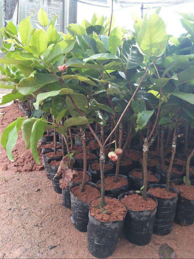莲雾苗果树苗台湾嫁接大叶红南方北方可种植盆栽地栽庭院