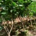 莲雾苗果树苗台湾嫁接大叶红南方北方可种植盆栽地栽庭院