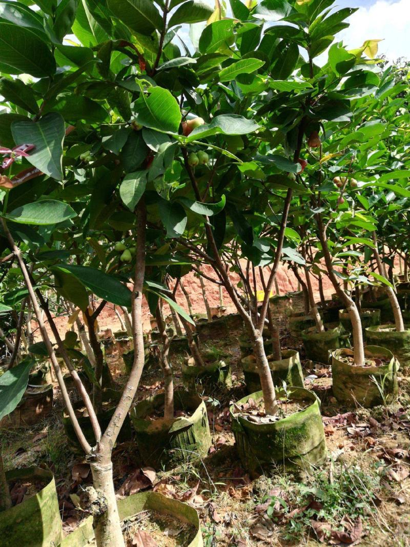 莲雾苗果树苗台湾嫁接大叶红南方北方可种植盆栽地栽庭院