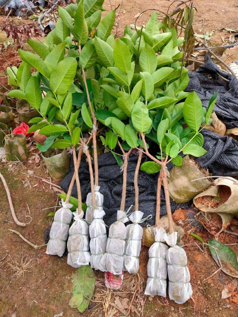 莲雾苗果树苗台湾嫁接大叶红南方北方可种植盆栽地栽庭院