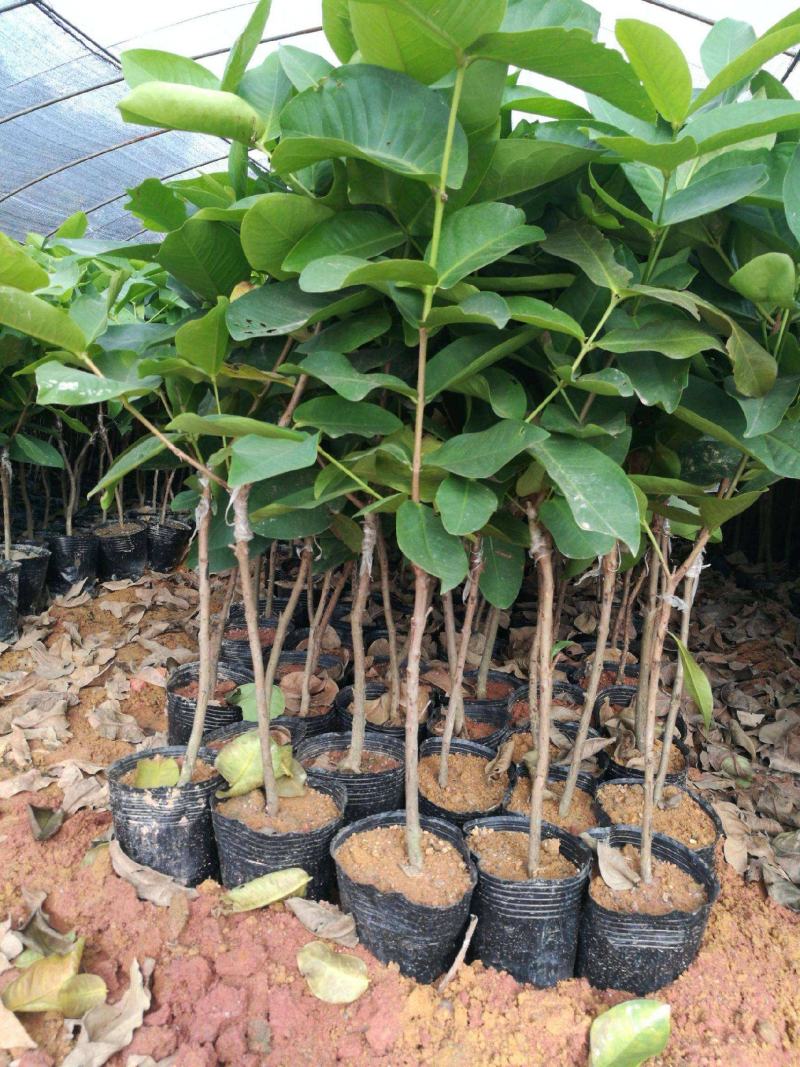 莲雾苗果树苗台湾嫁接大叶红南方北方可种植盆栽地栽庭院